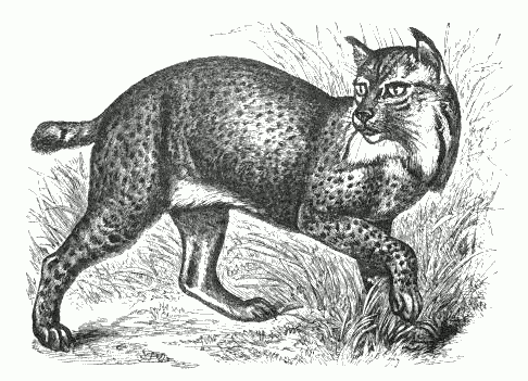 http://www.k1ka.be/pics/lynx/Northern_Lynx_(f__maculata).png